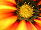 Gazania